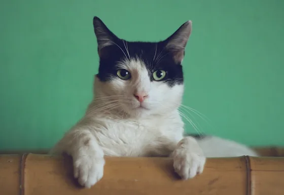 Gato para colocación de microchip