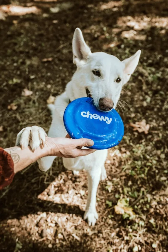 Perro para perfil bioquímico