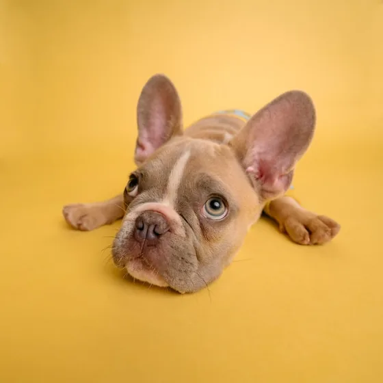 Cachorro de raza pequeña para vacunación inicial